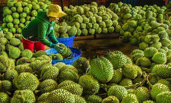 vietnamese-fruit-exports-2024-2025